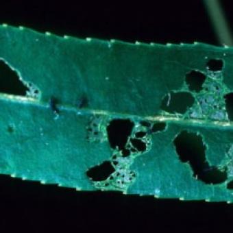 Willow leaf beetle
