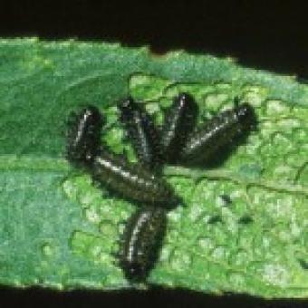 Willow leaf beetle