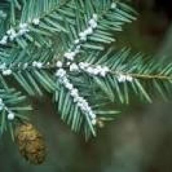 Wooly Adelgid