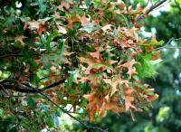 plant diagnostics1