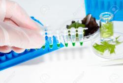 plant diagnostics2