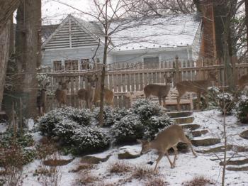 deer1