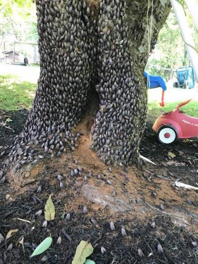Tree 1