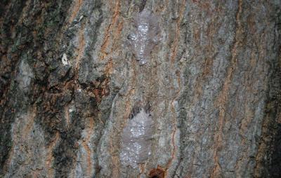 Egg masses