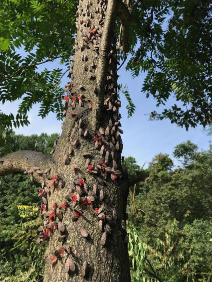 Tree 2