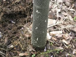 Ambrosia Beetle