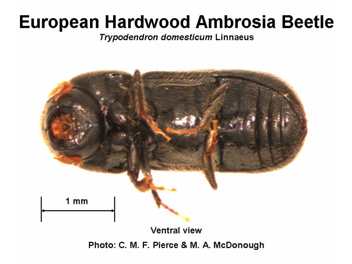 Ambrosia Beetle