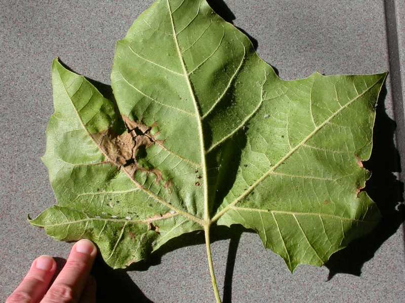Anthracnose