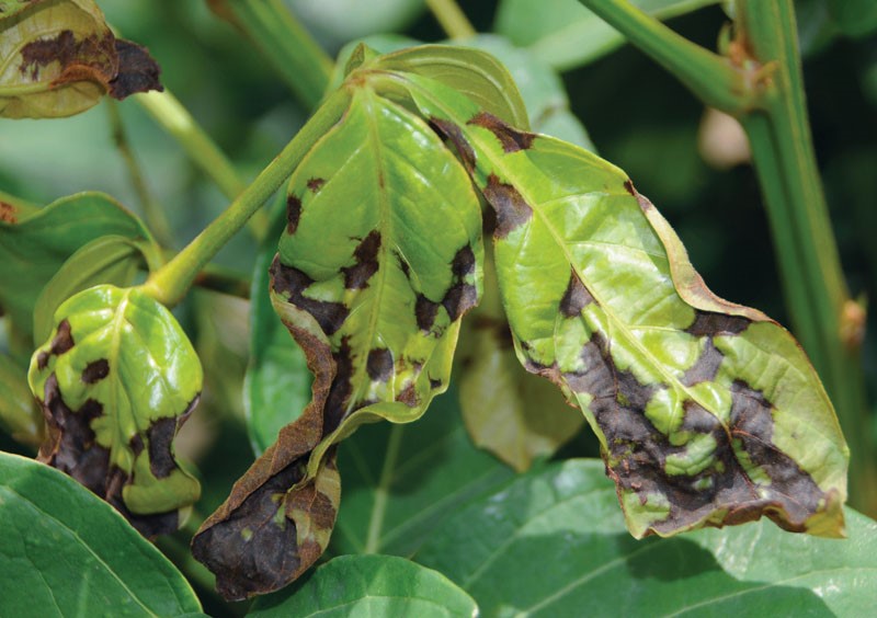 Anthracnose
