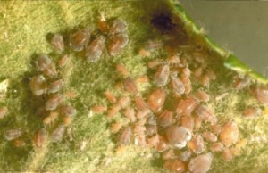 Aphids