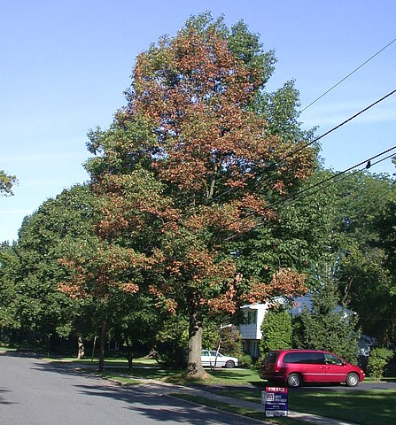 Bacterial leaf scorch