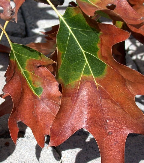 Bacterial leaf scorch