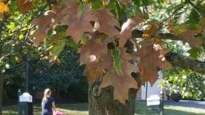 Bacterial leaf scorch