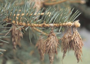 Bagworm