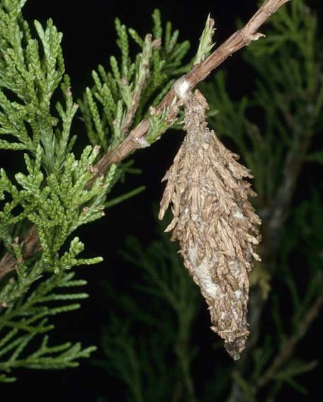Bagworm