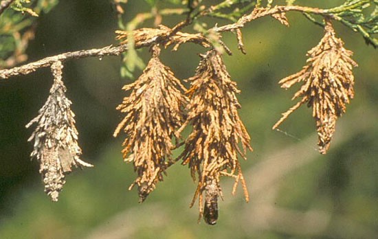 Bagworm