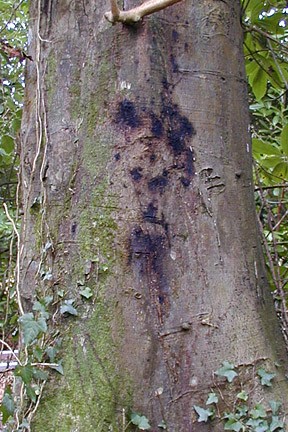 Beech tree canker disease 