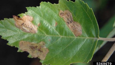 Birch Leafminer