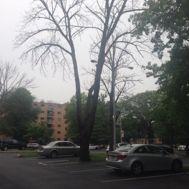 Emerald Ash Borer