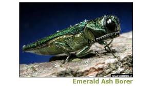 Emerald Ash Borer