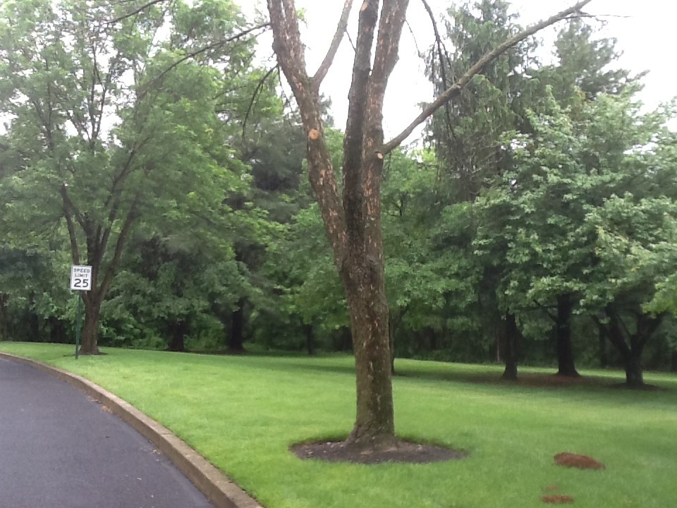 Emerald Ash Borer