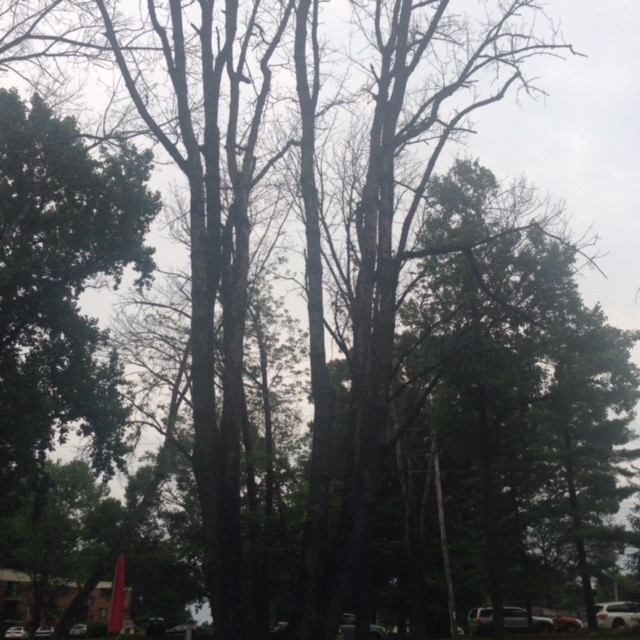 Emerald Ash Borer