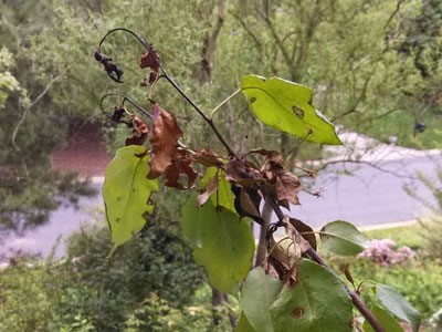 Fire Blight