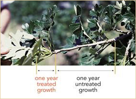 growth regulation1