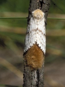 Gypsy Moth