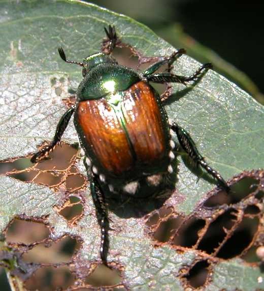 Japanese beetle