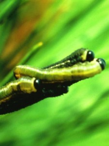 European Sawfly