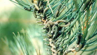 European Sawfly