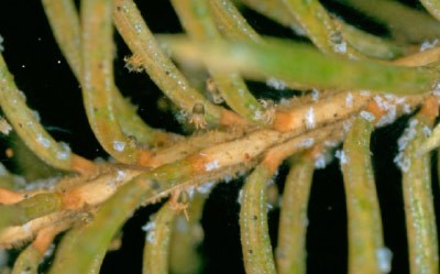 Spider Mites