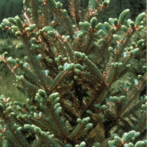 Spider Mites