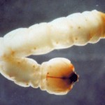 Two-lined chestnut borer