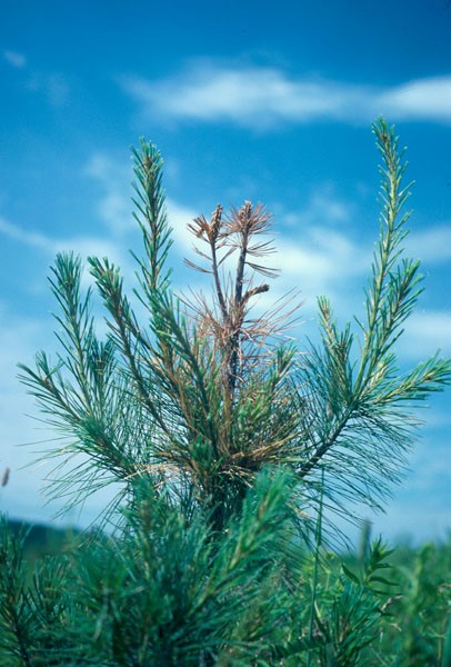 White Pine Weevil
